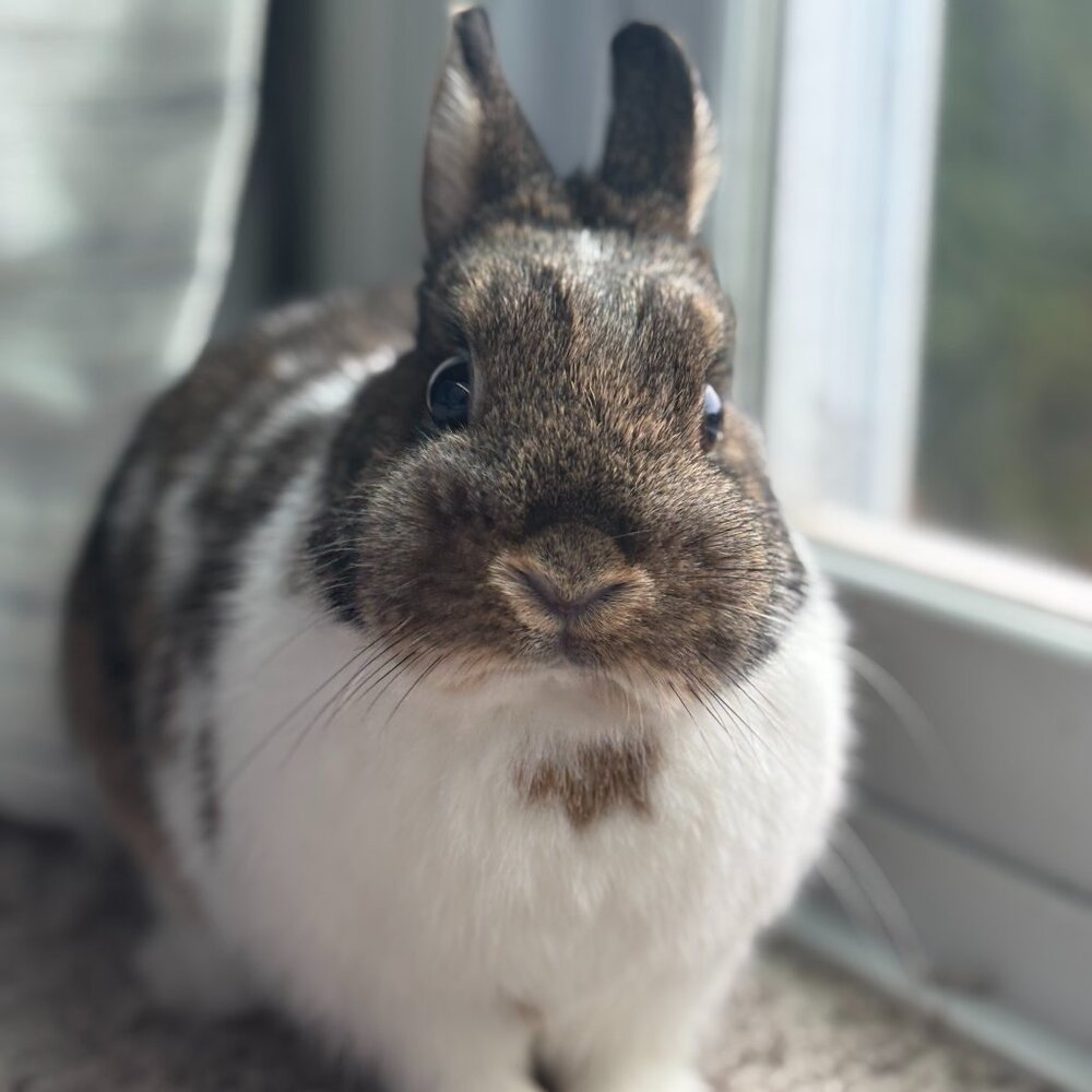 Givvy Alert!